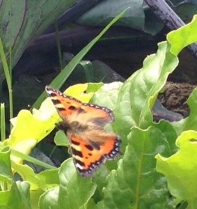 Butterfly arrives to gorge on beetroot leaves when the sun comes out ....